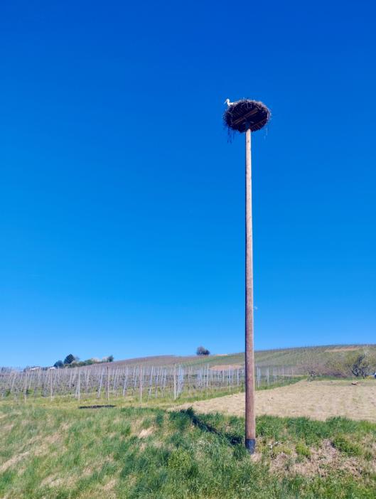Ferienwohnung am Storchennest